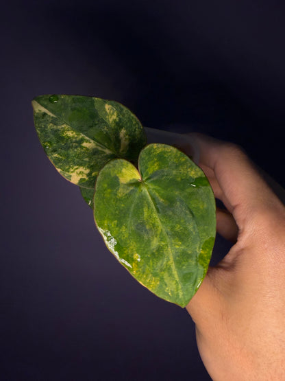 Anthurium papillilaminum var. × ‘Black cherry’