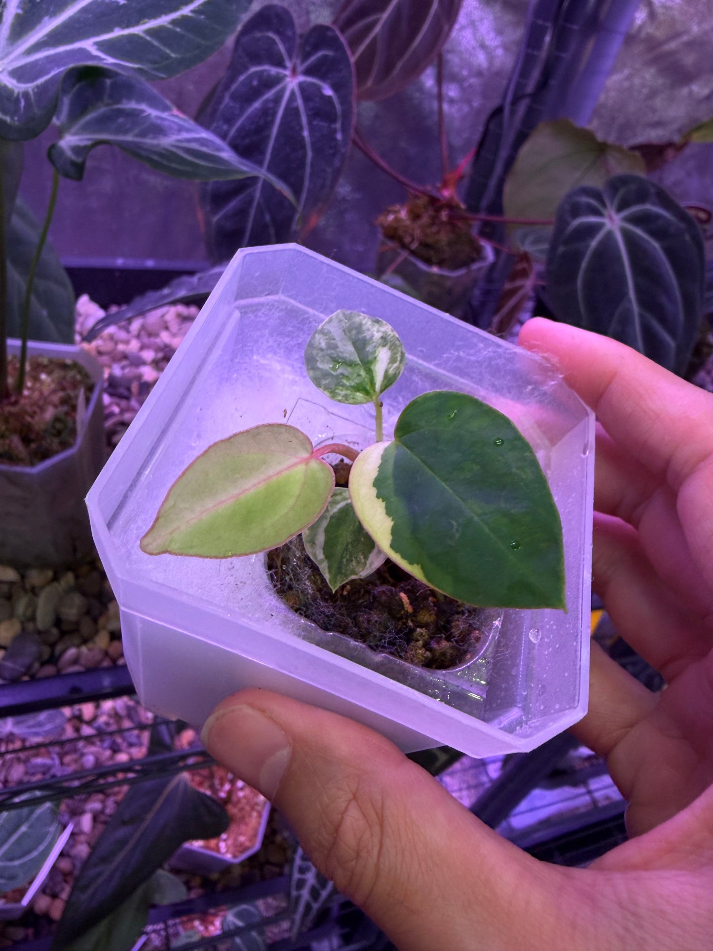 Anthurium papillilaminum var. × (‘Red Crystallinum’ [Tezula] × ‘Zara’)