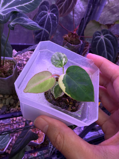 Anthurium papillilaminum var. × (‘Red Crystallinum’ [Tezula] × ‘Zara’)