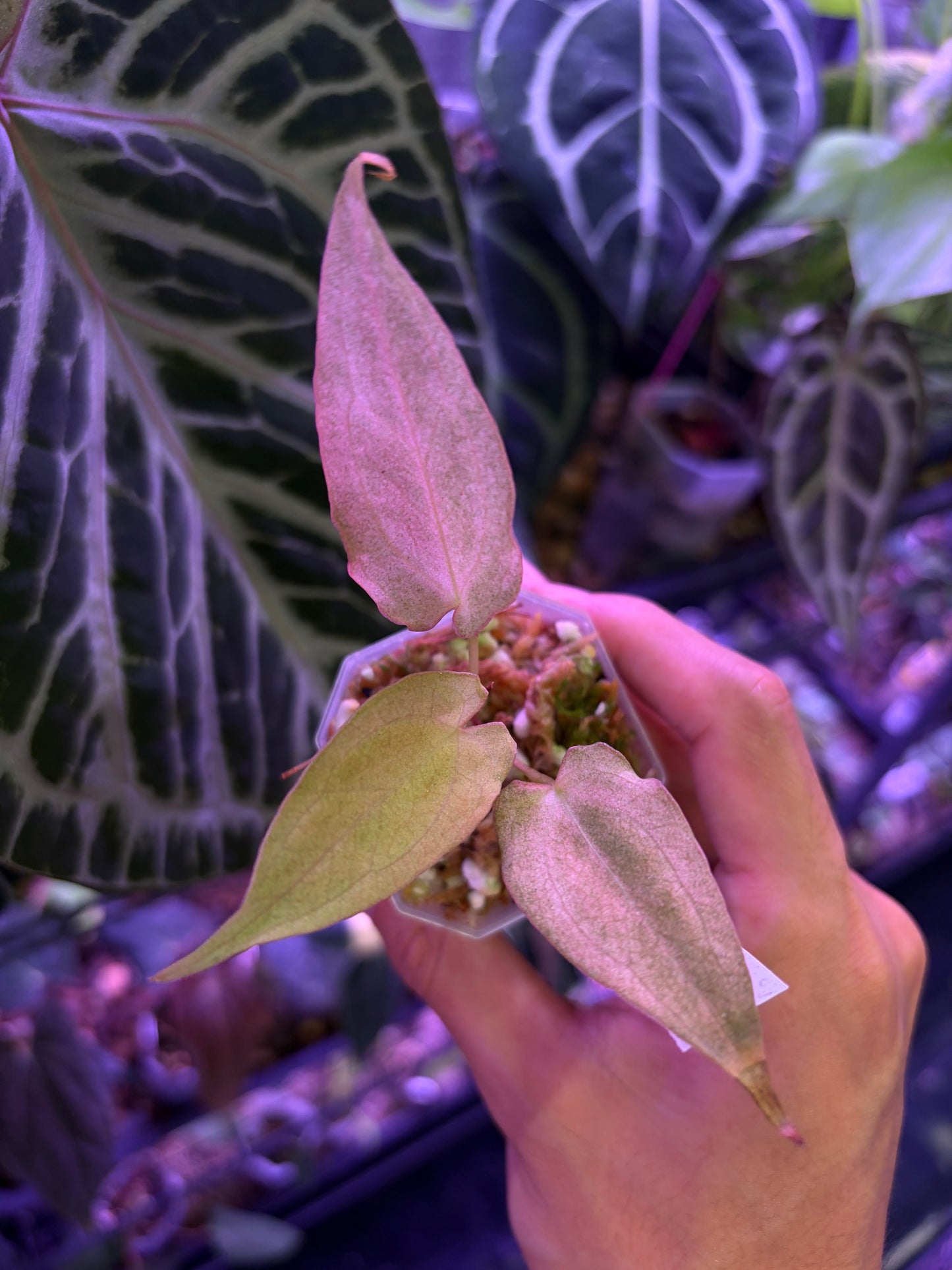 Anthurium papillilaminum ‘Dark’ × ‘Fort Sherman’ mint variegata