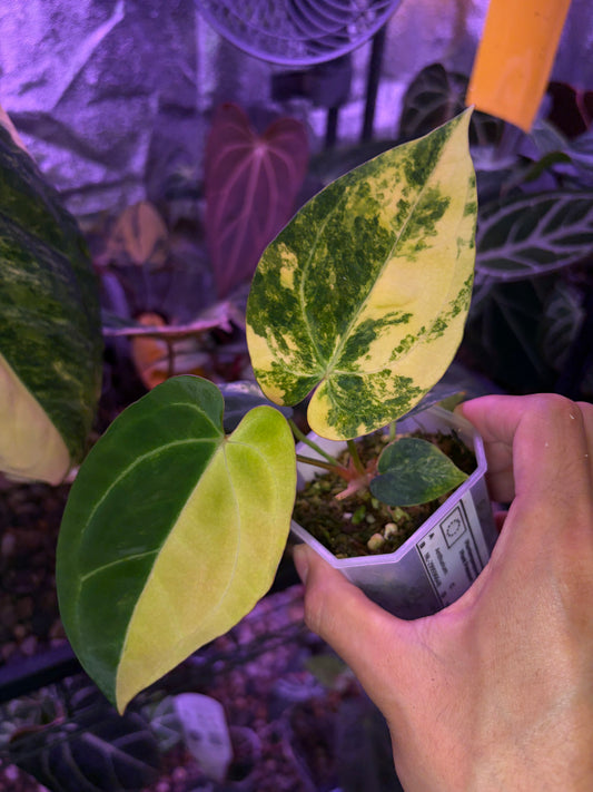 Anthurium papillilaminum var. × ‘Black cherry’