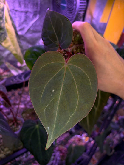 Anthurium King of Spades (KOS) HU