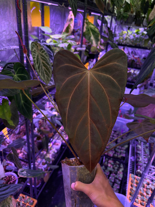 Docblock Dark & handsome ‘9’ × Red velvet cake ‘24’ #3 - mother plant