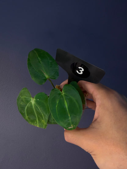 Anthurium ‘Carlablackiae’ (RA5×RA10) × self