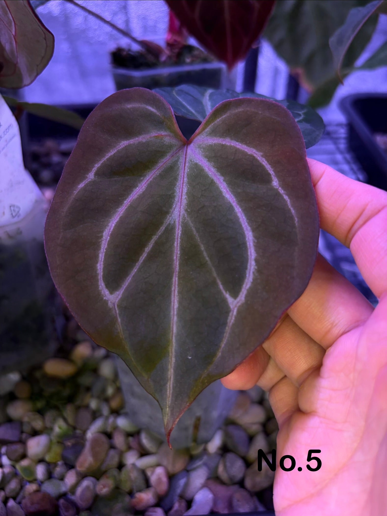Anthurium King of Spades (KOS) HU – Secret Foliage