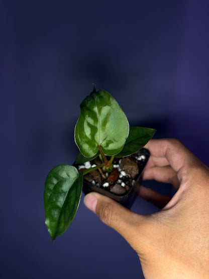 Anthurium luxurians × papillilaminum ‘Ralph Lynam’ S1
