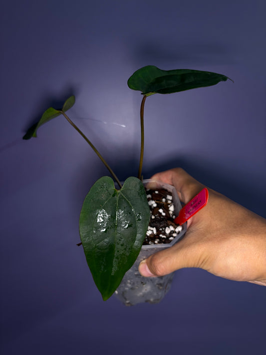 Anthurium Ace of spades (DF × DF) - clone