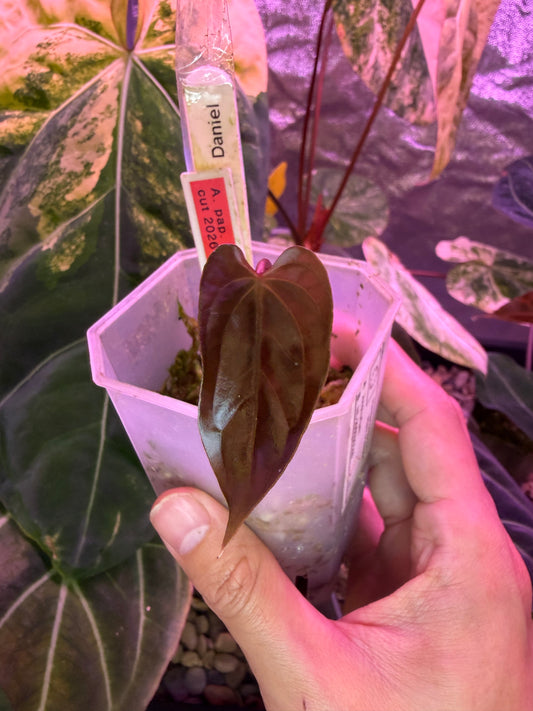 Anthurium papillilaminum ‘Daniel’ - clone