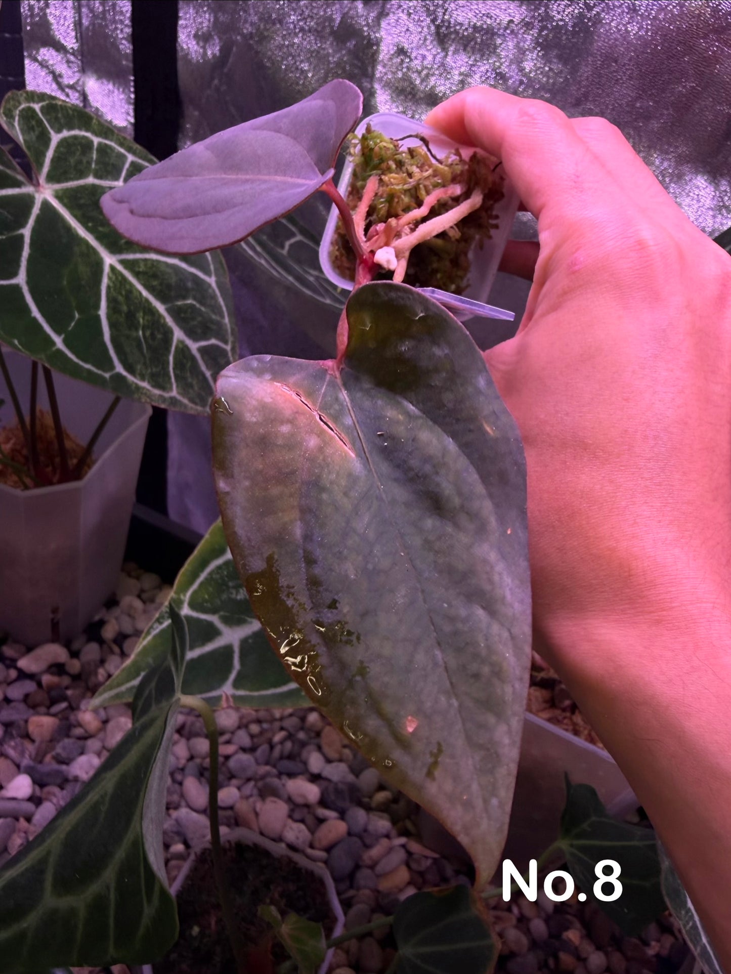 Anthurium Antolakii/BVEP (Round × Felix) × Papi (RL × FS)