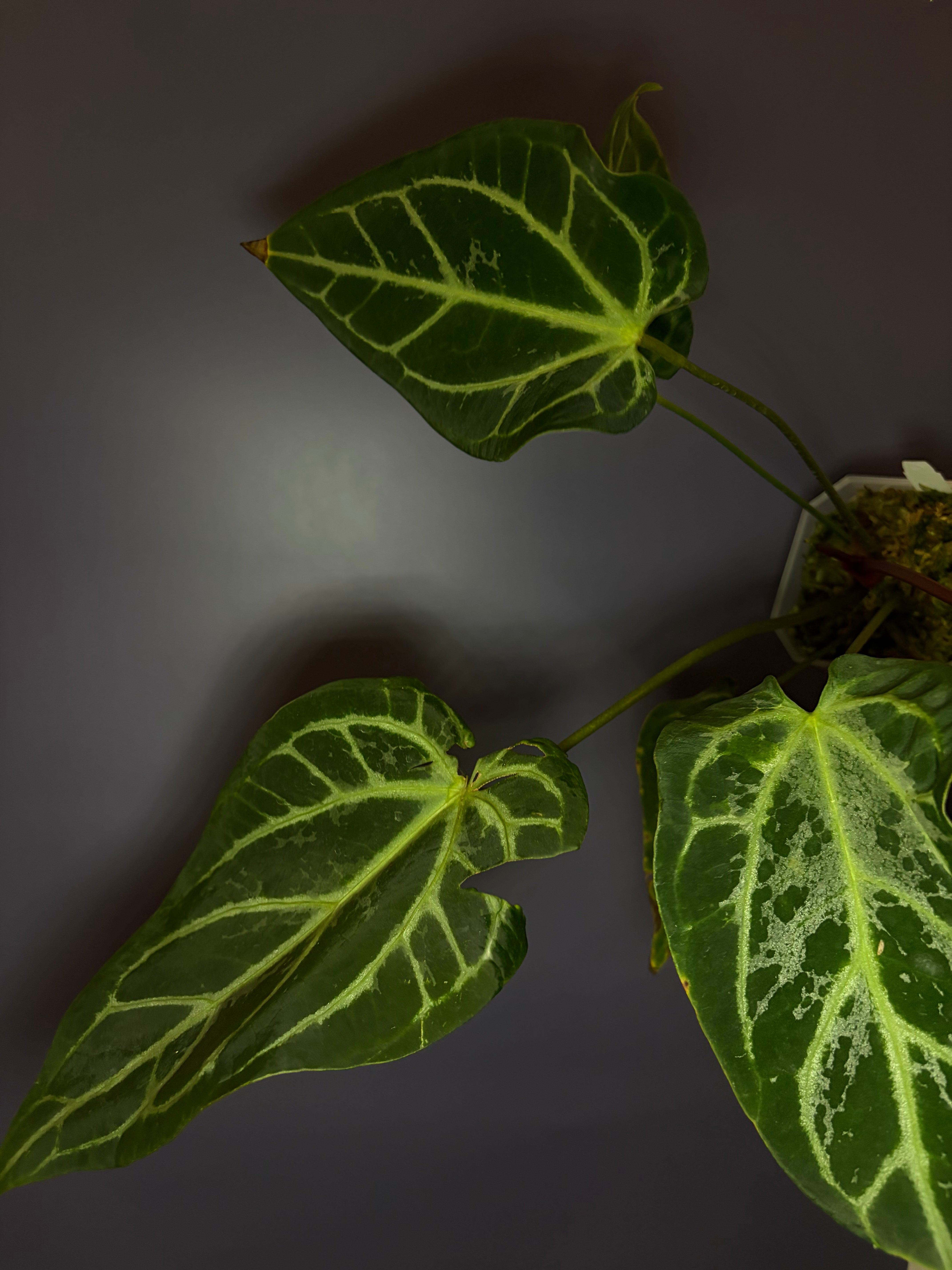 Anthurium Magnificum × ('Zara' × 'Michelle') 'blisters' mutated