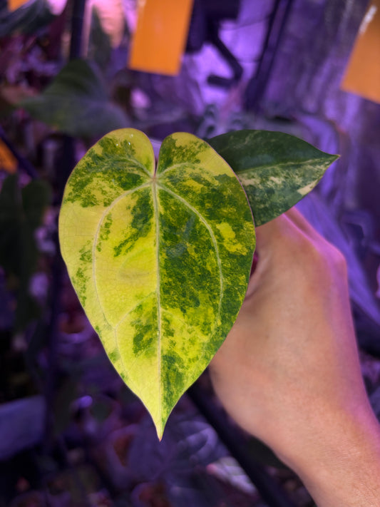 Anthurium papillilaminum var. × ‘Black cherry’