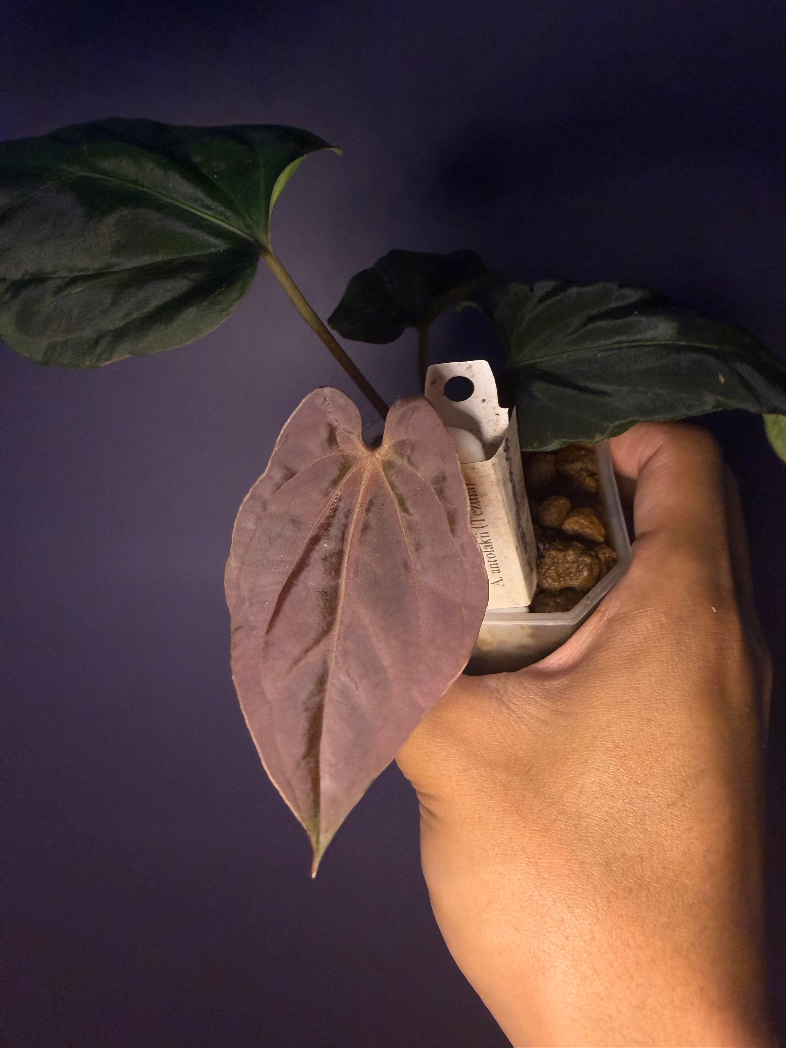 Anthurium Antolakii/BVEP (Scott × Tezula) – Secret Foliage