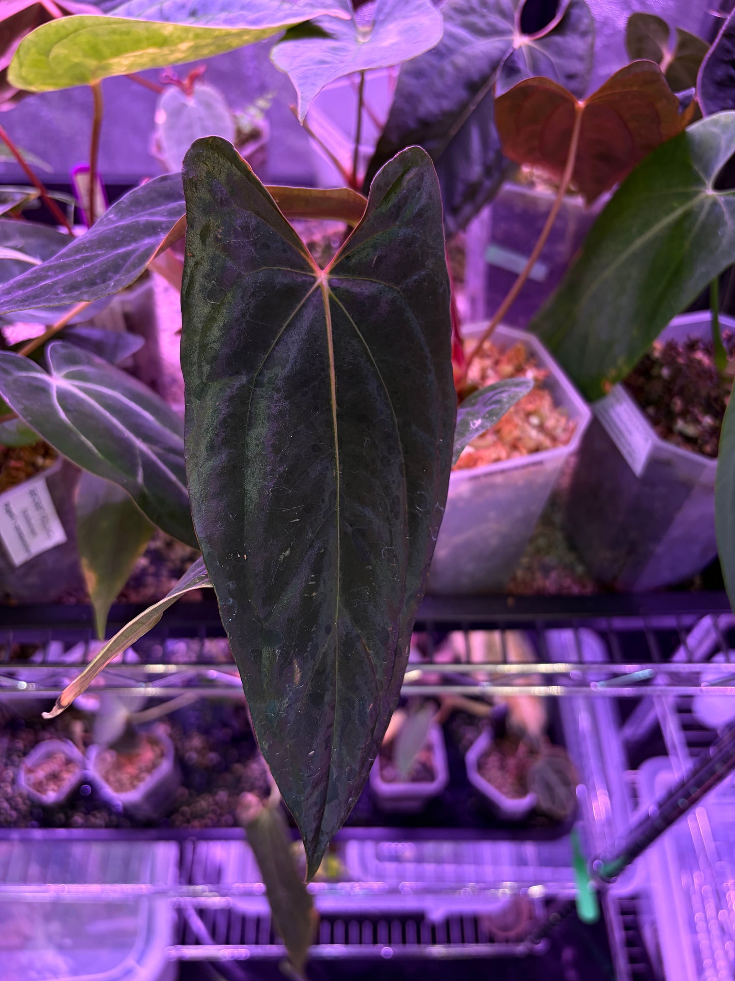 Anthurium Papillilaminum 'Ralph Lynam' × 'Fort Sherman' (RL × FS) (from Dwane)