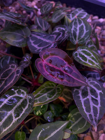 Anthurium Red Crystallinum [SF]