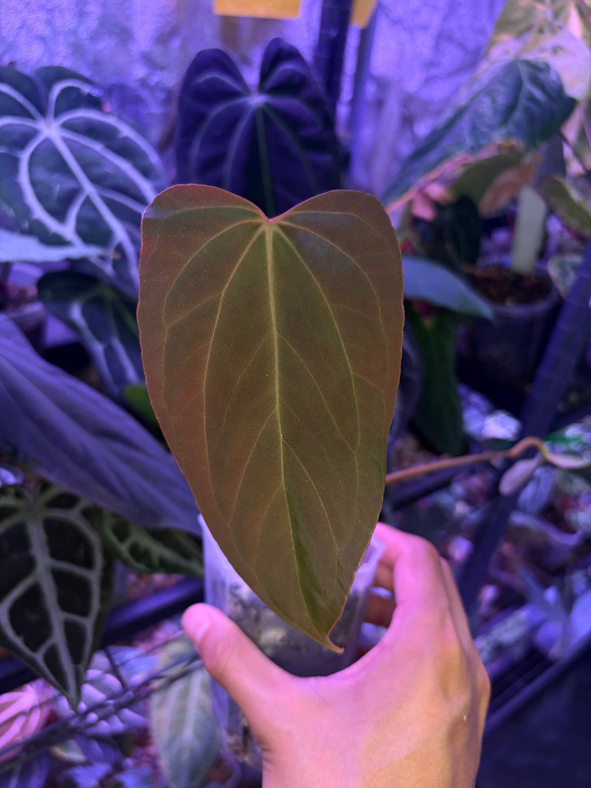 Anthurium Blue Papillilaminum × Indo Portillae (selected)