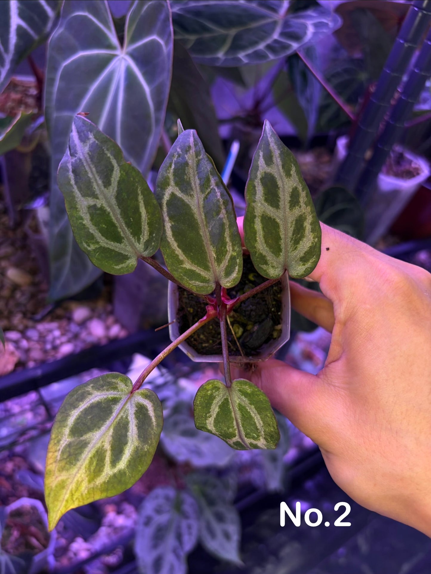 Anthurium Red Crystallinum ‘mutated’