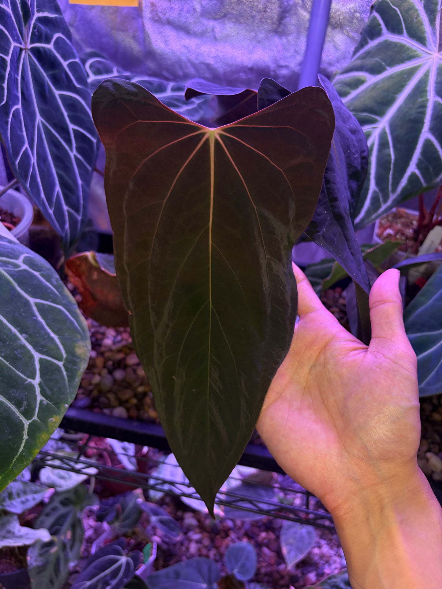 Anthurium papillilaminum ‘Ralph Lynam’ S1 (selected #1)