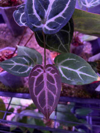 Anthurium ‘Silver butterfly’ × Red crystallinum