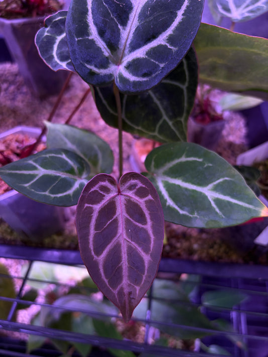 Anthurium ‘Silver butterfly’ × Red crystallinum