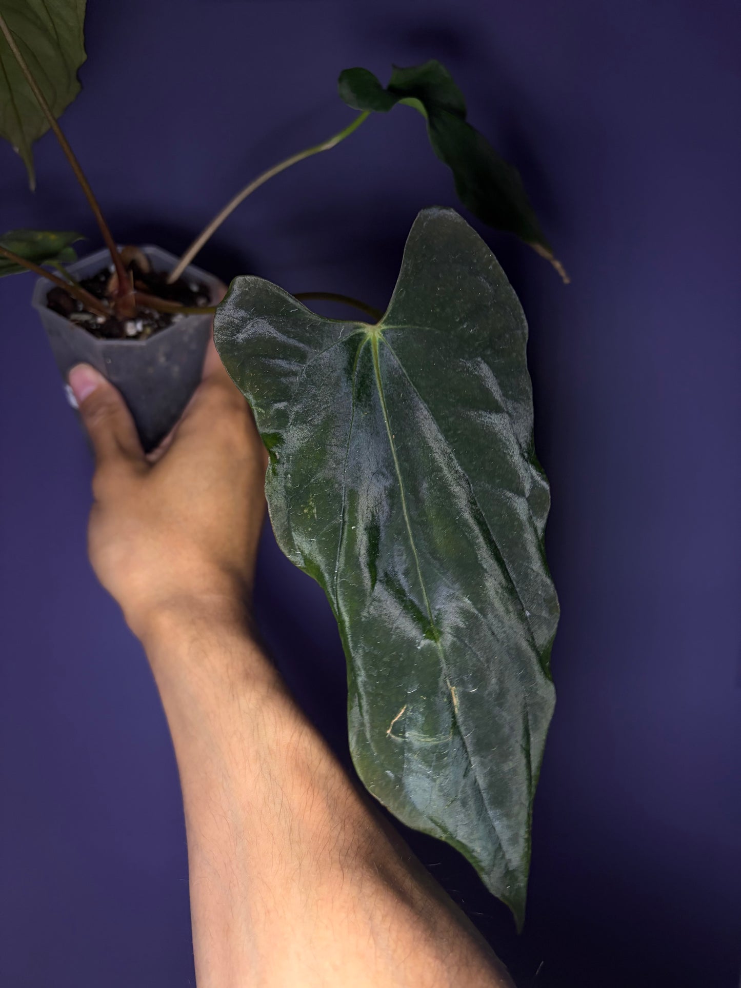 Anthurium papillilaminum (‘Fort Sherman’ ×  ‘Ralph Lynam’) × self