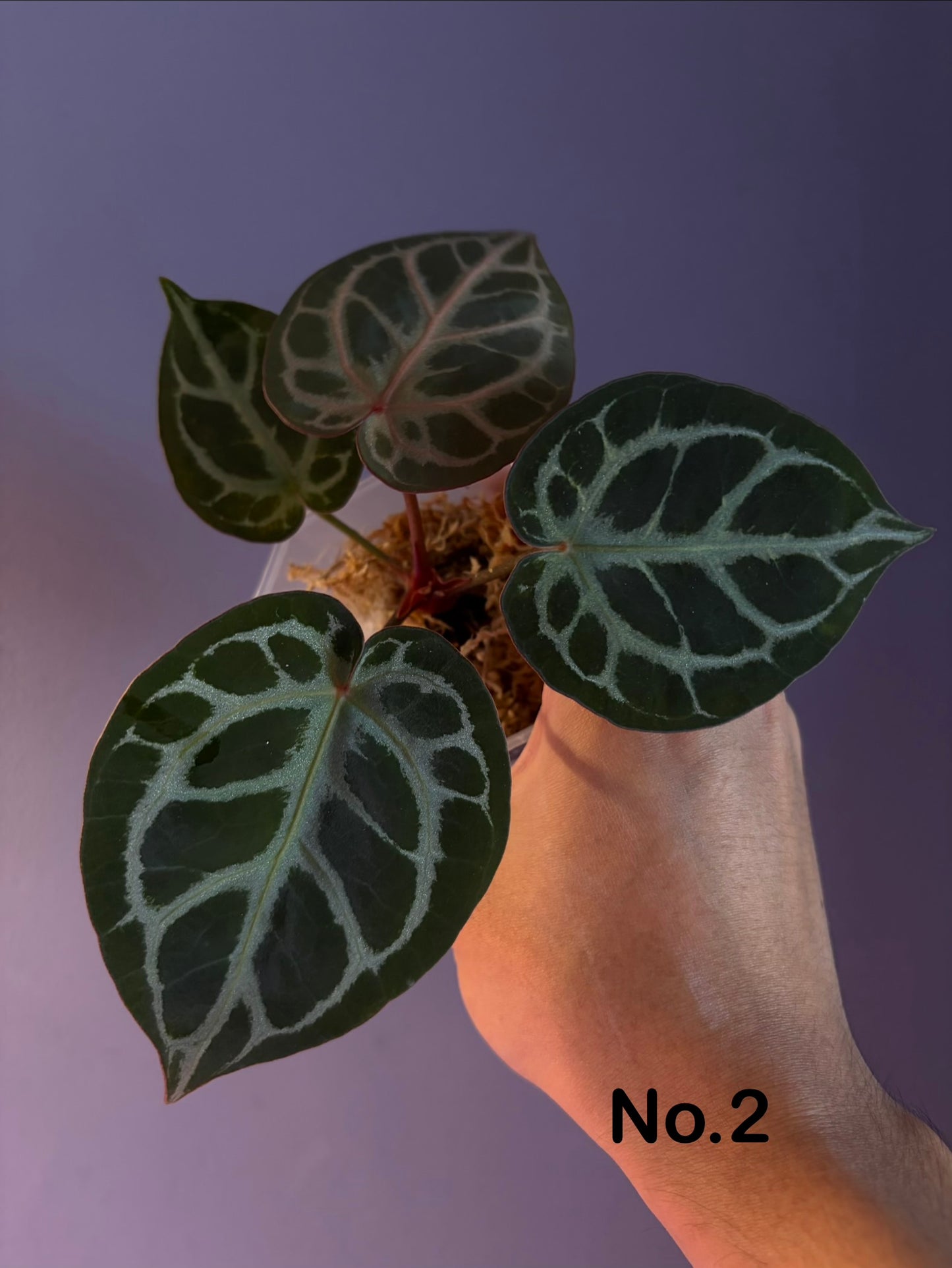 Anthurium ‘Tiger Red’