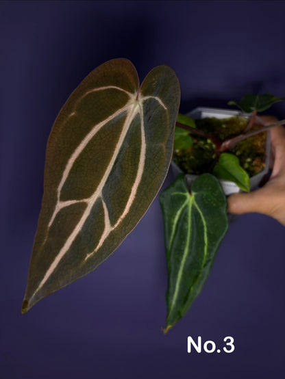 Anthurium carlablackiae (selected)