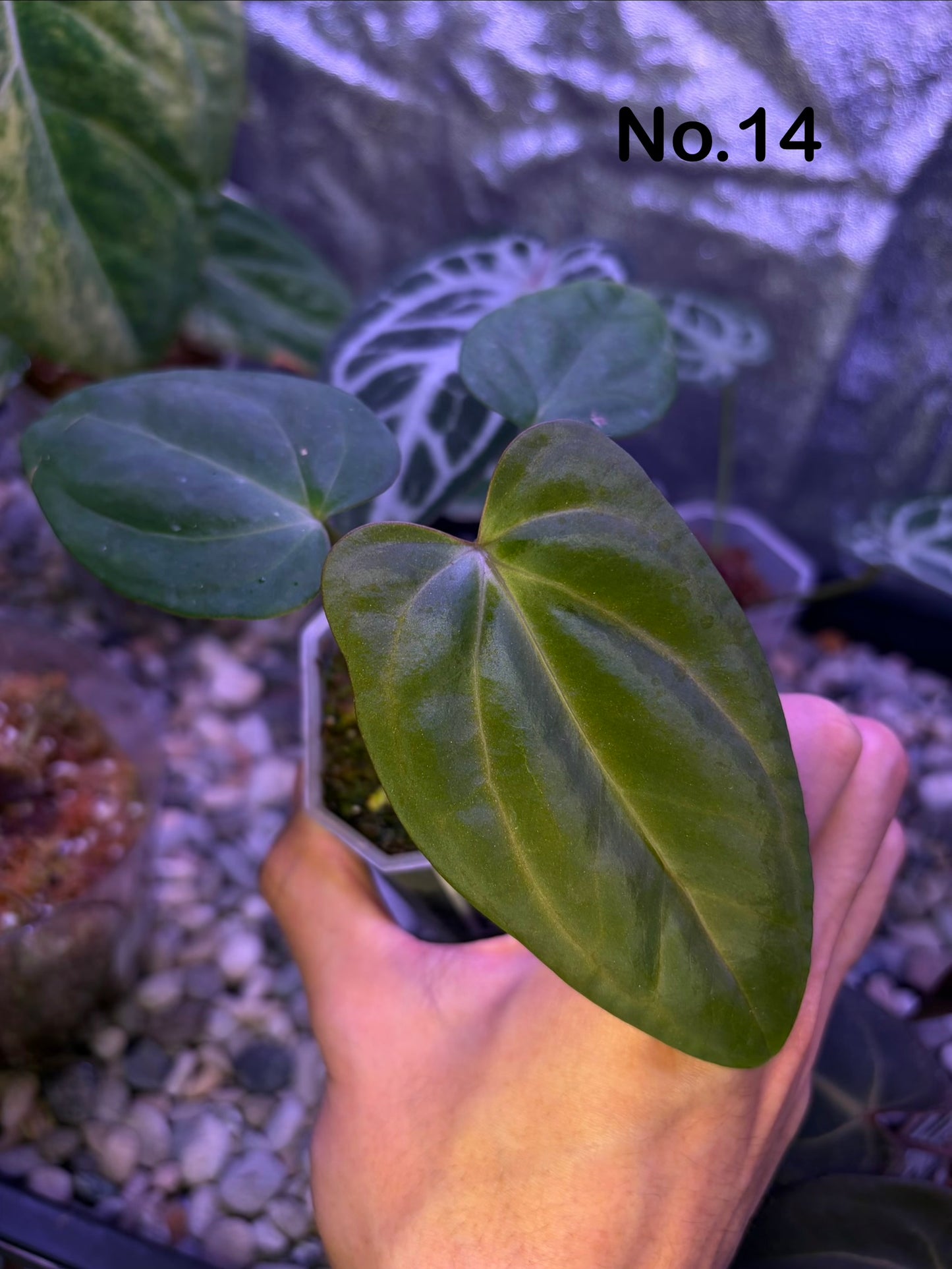 Anthurium carlablackiae × ‘Indo Portillae’