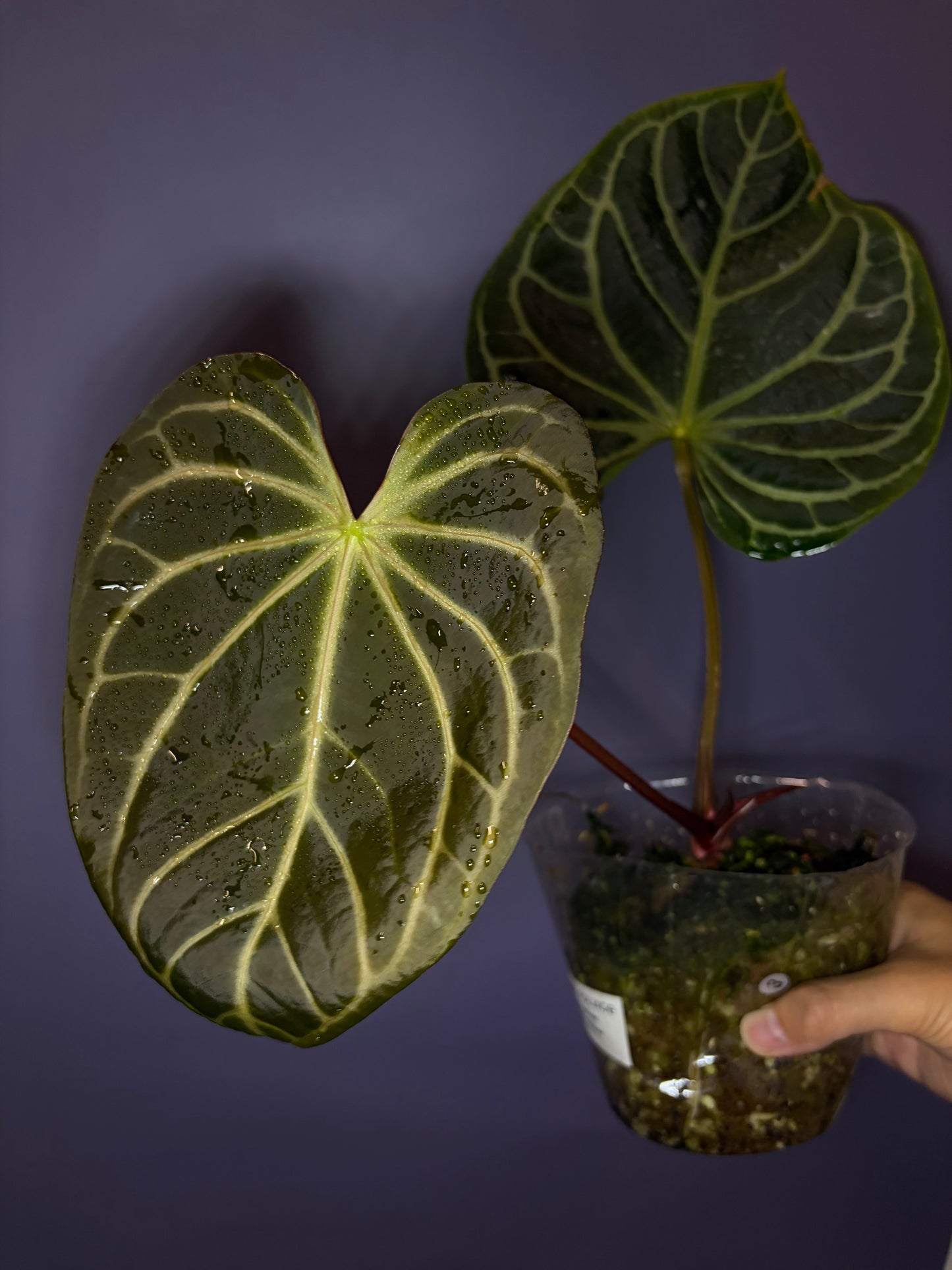 Anthurium ‘White Widow/Jackie’