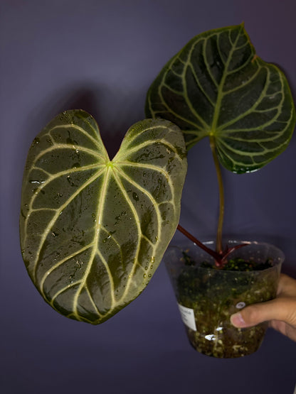 Anthurium ‘White Widow/Jackie’