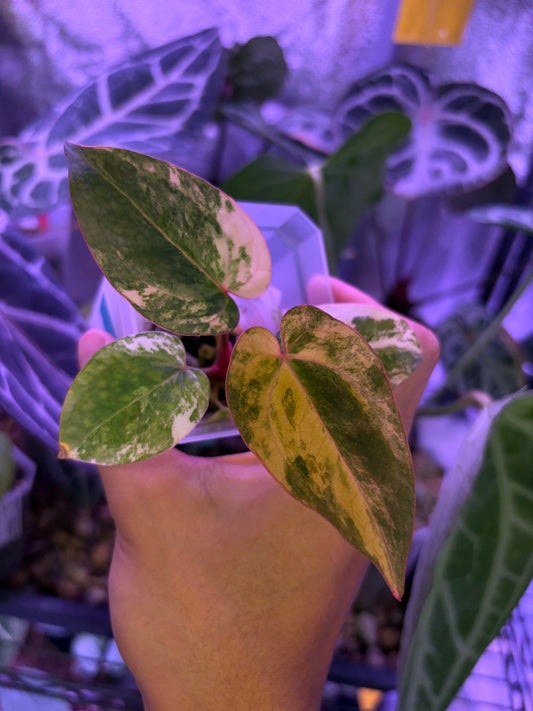Anthurium papillilaminum var. × (‘Red Crystallinum’ [Tezula] × ‘Zara’)