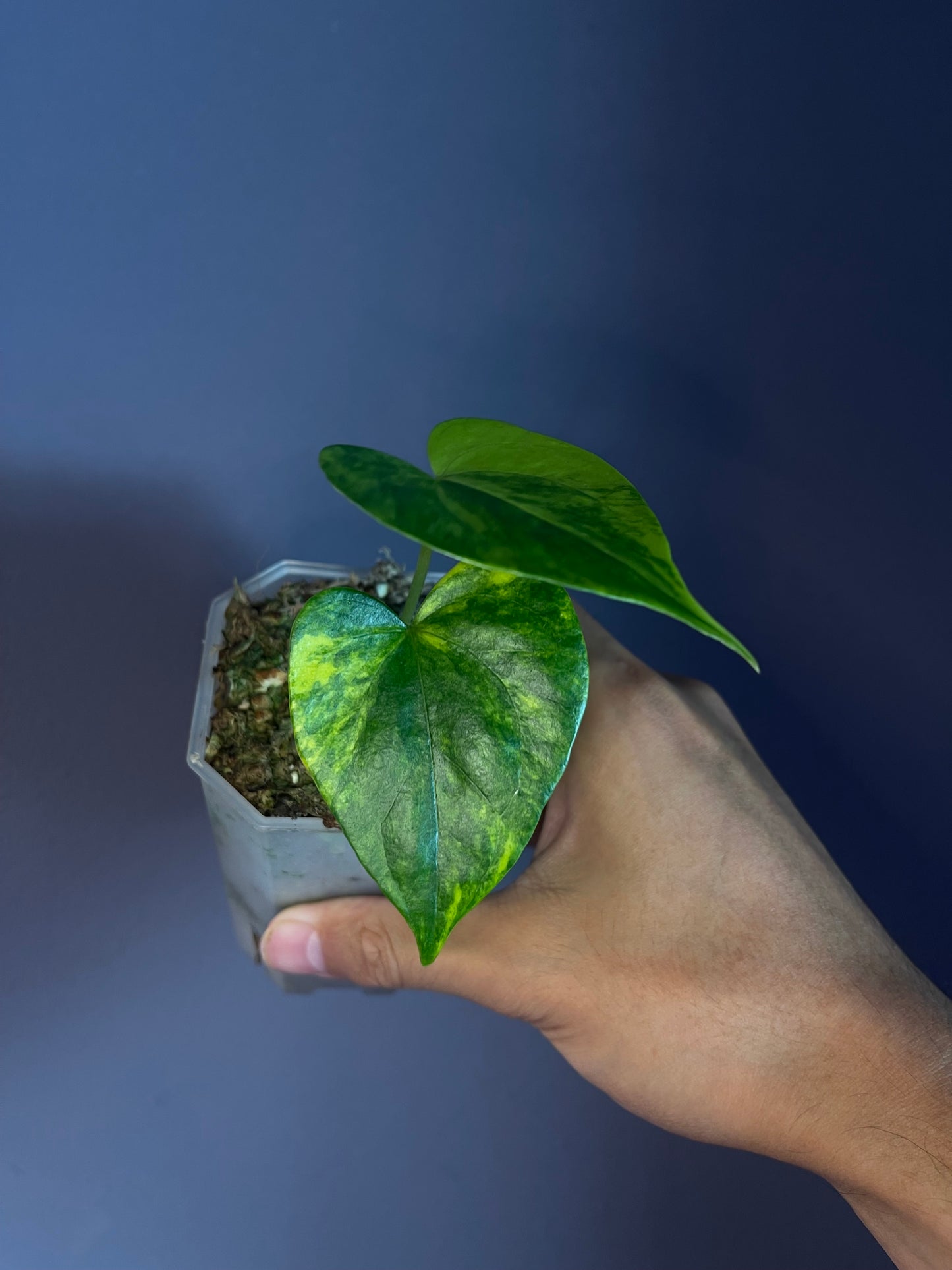 Anthurium Pterodactyl variegata