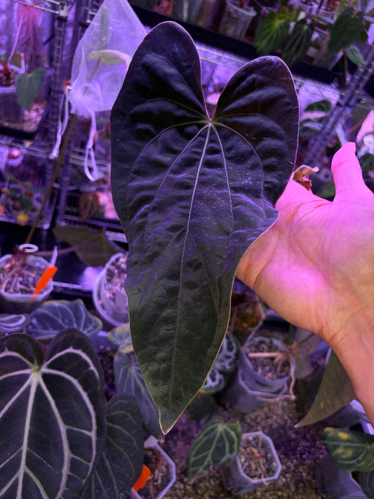 Anthurium papillilaminum ‘Dadbod’