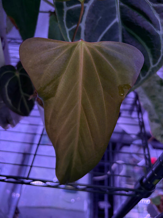 Anthurium ‘Black war’ (‘Black Sweet’ × Warocqueanum)