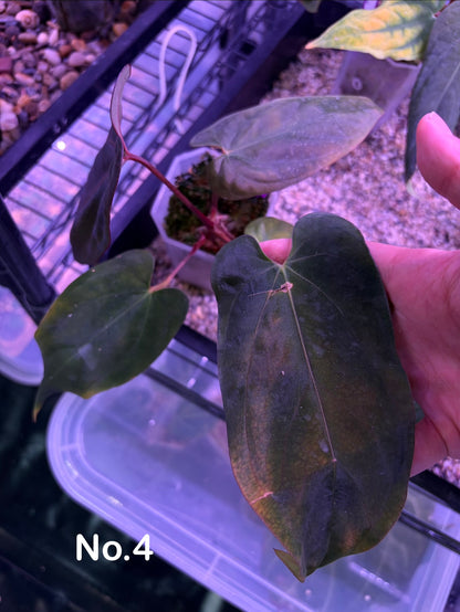 Anthurium ‘Midnight Velvet’ × antolakii ‘Tezula’