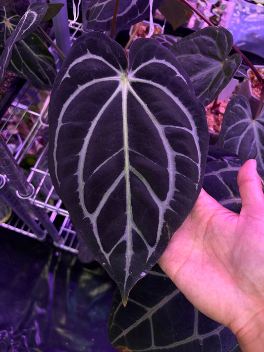 Anthurium carlablackiae #4