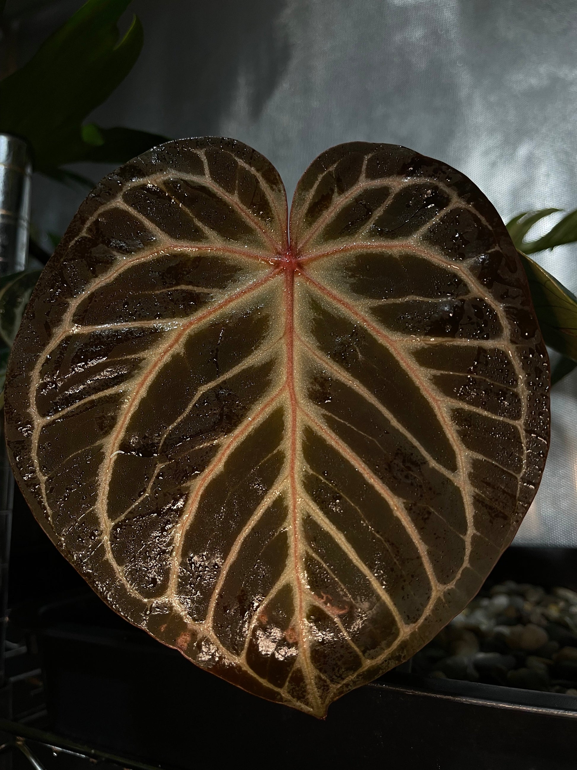 anthurium crystallinum black Anthurium crystallinum #5 ('Black' × 'Red') – Secret Foliage