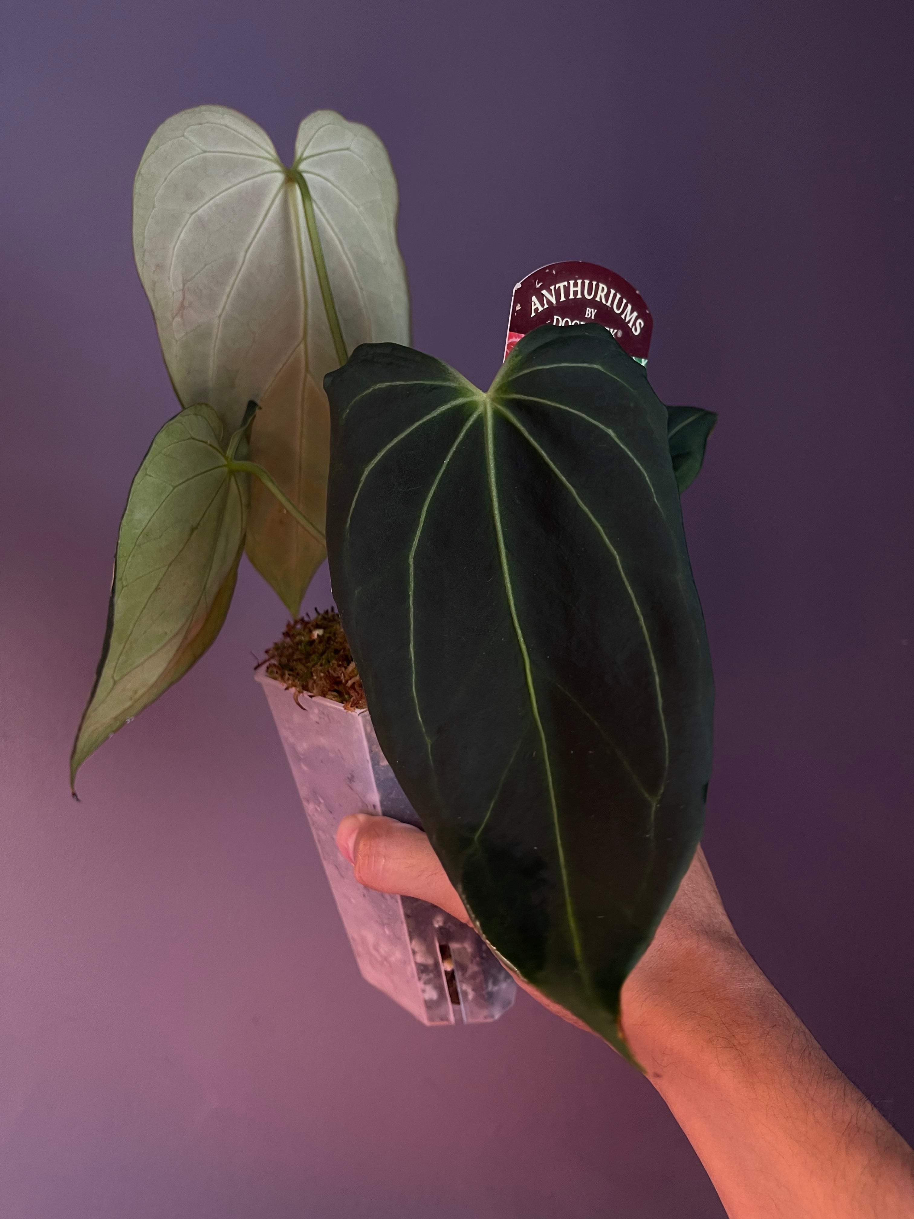 Docblock Anthurium 'black widow' '13' × '43' #1 – Secret Foliage