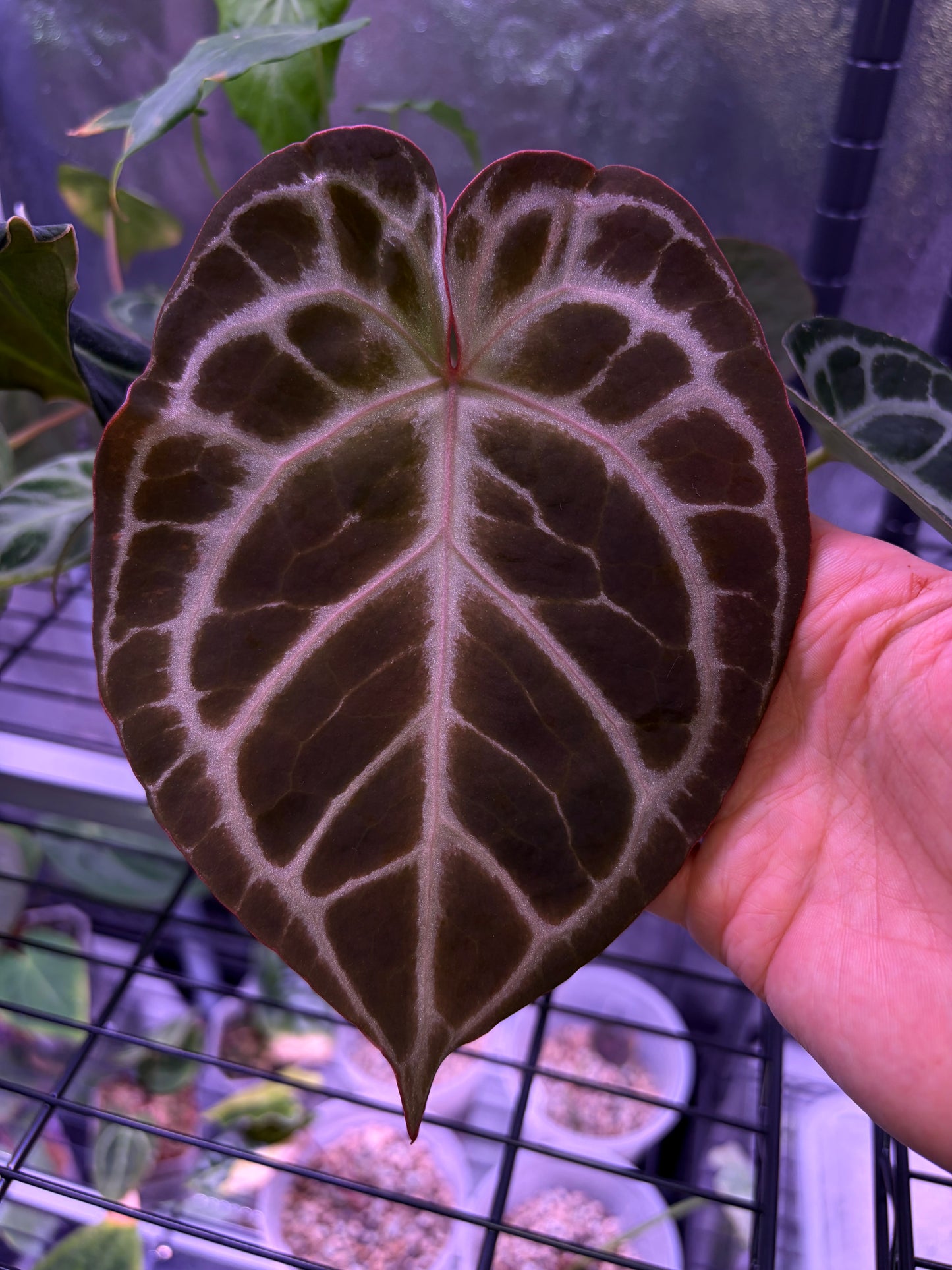 Anthurium ‘Tiger Red’