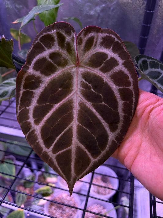 Anthurium ‘Tiger Red’