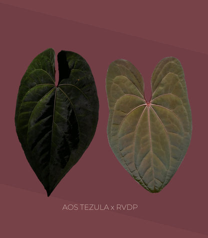 Selected Anthurium AOS Tezula x RVDP