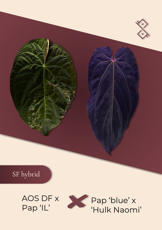 Seedling: (AOS ‘DF’ × Pap ‘IL’) × Pap (‘Blue’ × 'Hulk Naomi')