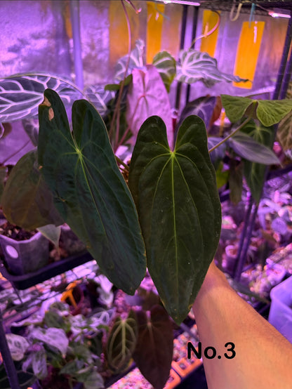 Anthurium pap ‘FS’ × (pap ‘FS’ × ‘AOS’) - selected