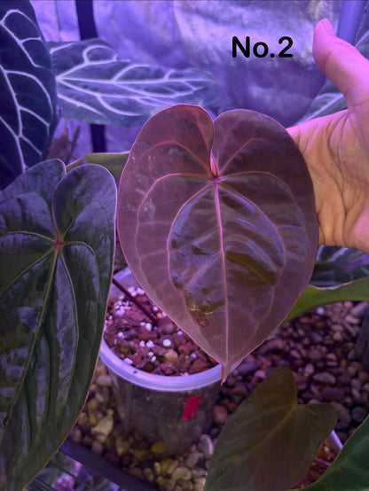 Anthurium hoffmannii ‘Bloodmoon’