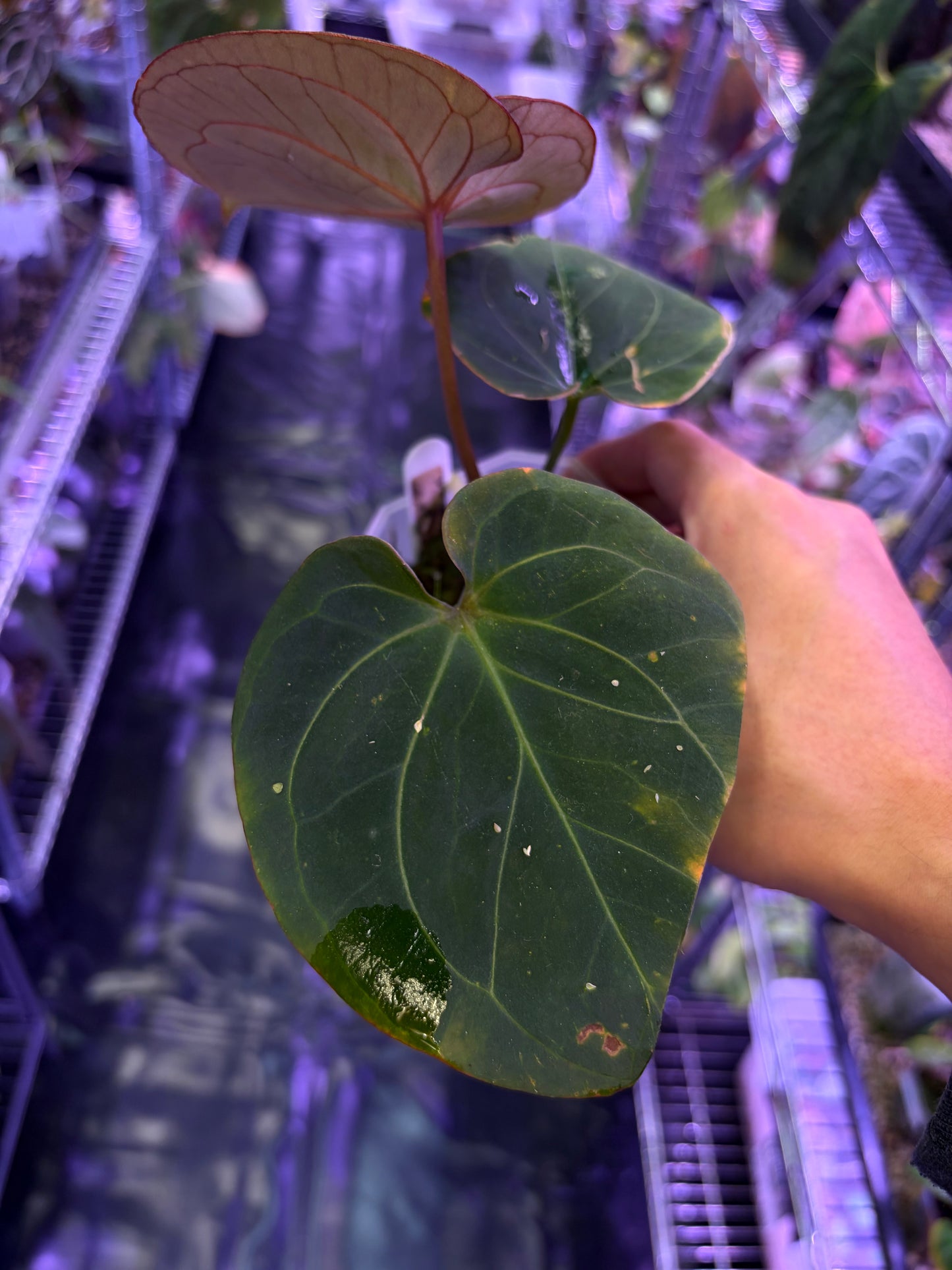 Anthurium King of Spades (KOS) HU