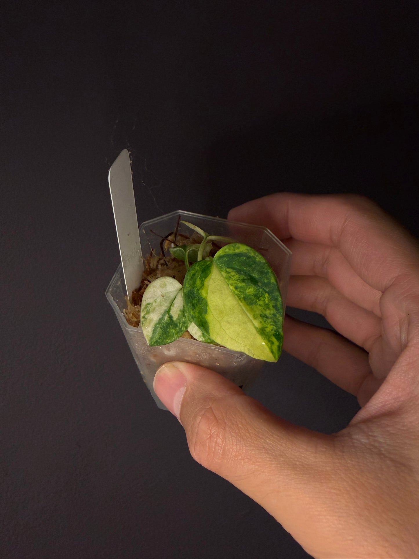 Anthurium papillilaminum var. × self - pre-order