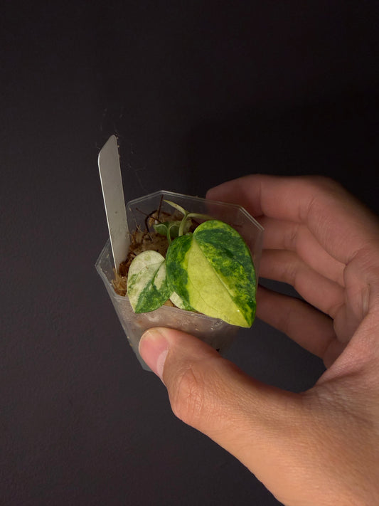 Anthurium papillilaminum var. × self - pre-order