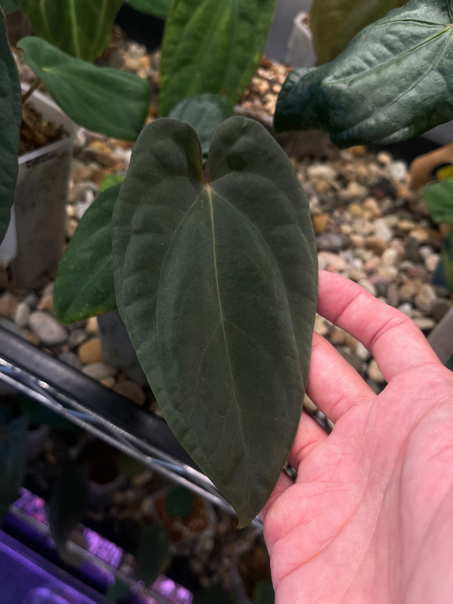 Anthurium Antolakii/BVEP (Scott × Tezula)