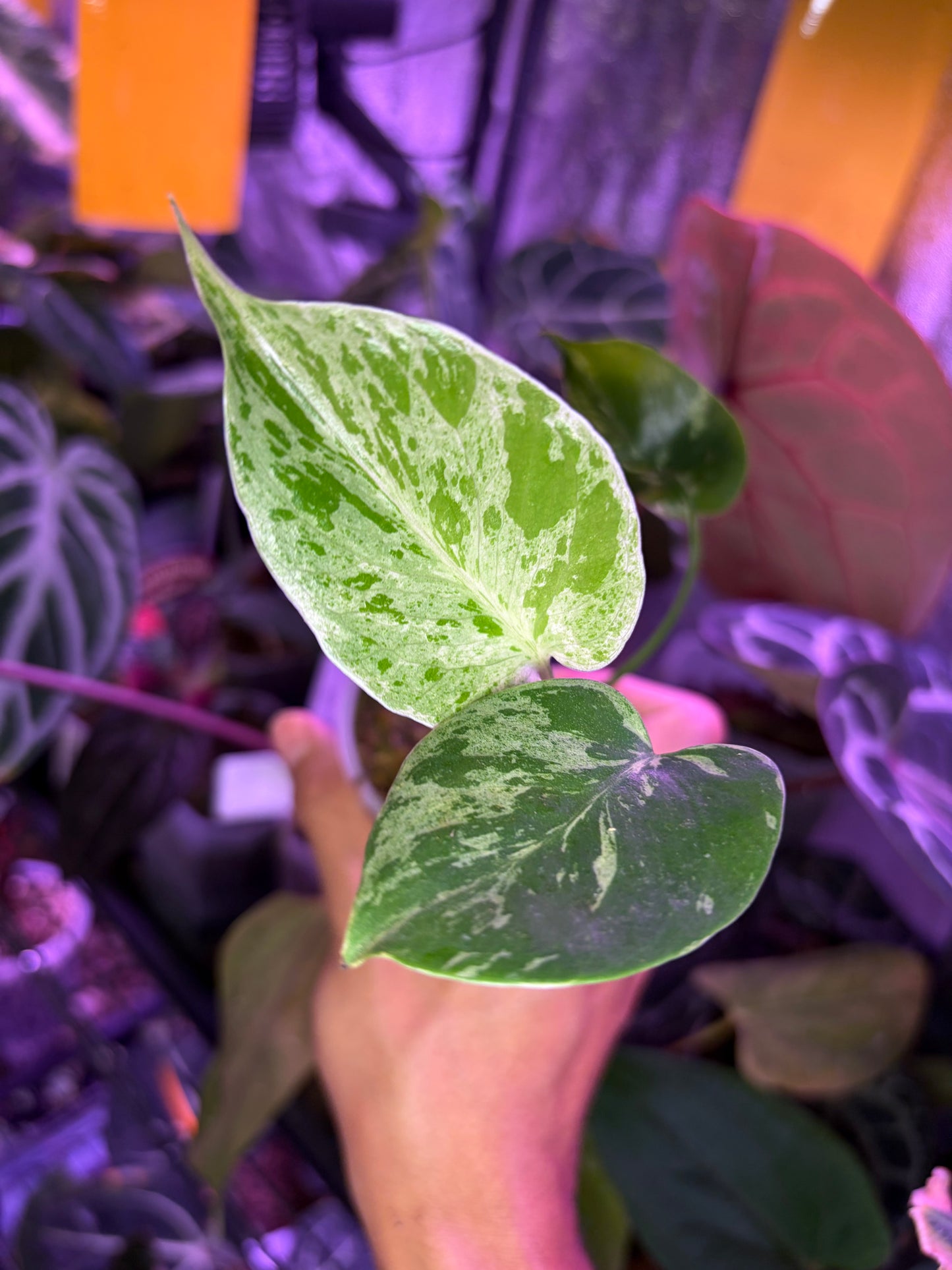 Monstera ‘Bulbasaur’
