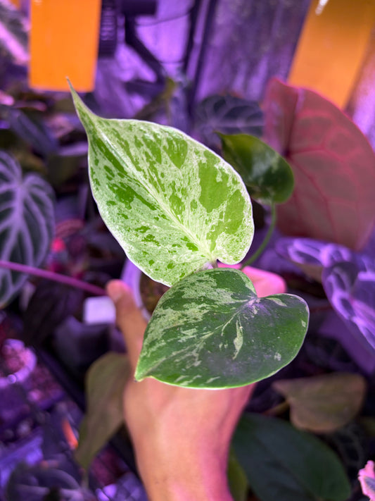 Monstera ‘Bulbasaur’