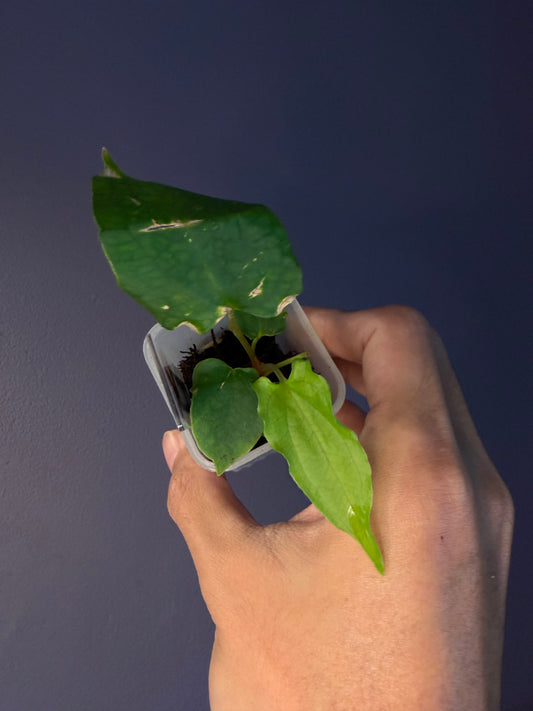 Anthurium papillilaminum ‘Ralph Lynam’ S1